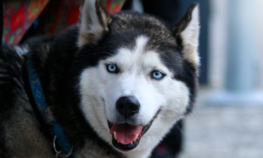 哈士奇訓練方法