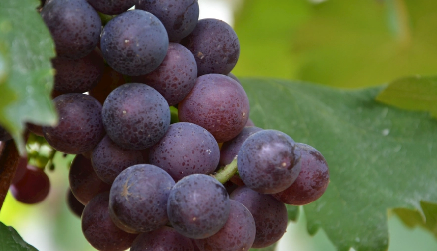 狗葡萄中毒症狀