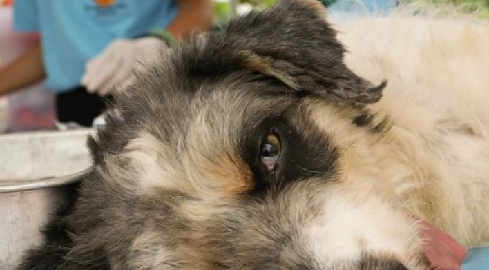 公狗結紮術後護理