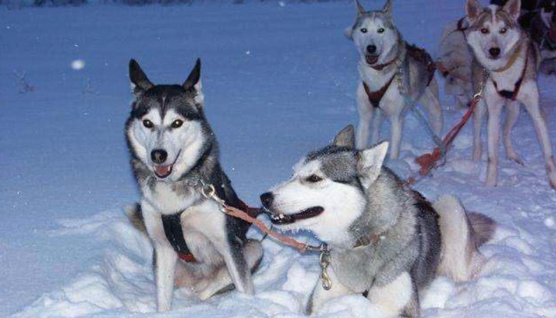 雪橇犬 哈士奇 区别