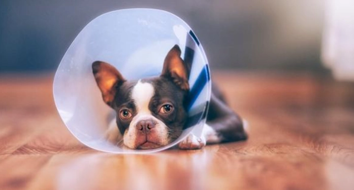 狗狗戴頭套睡覺