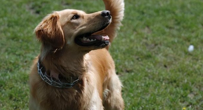 狗狗行為信號 狗狗行為信號