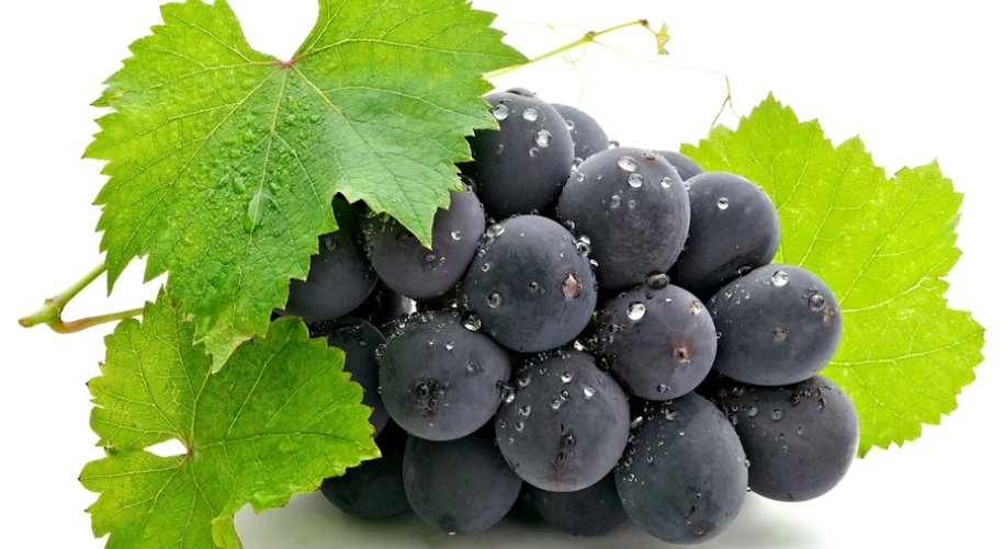 狗吃葡萄中毒 狗吃葡萄中毒