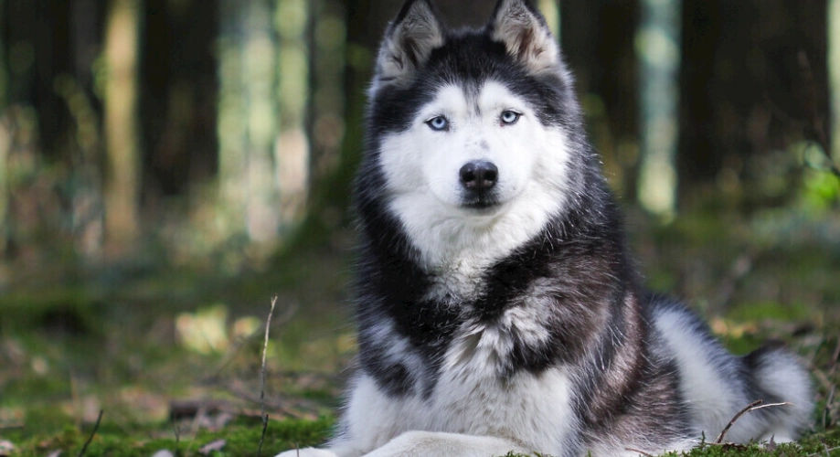 哈士奇年齡計算 哈士奇年齡計算