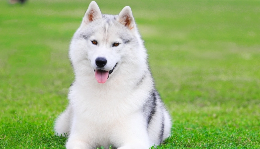 哈士奇壽命 哈士奇壽命