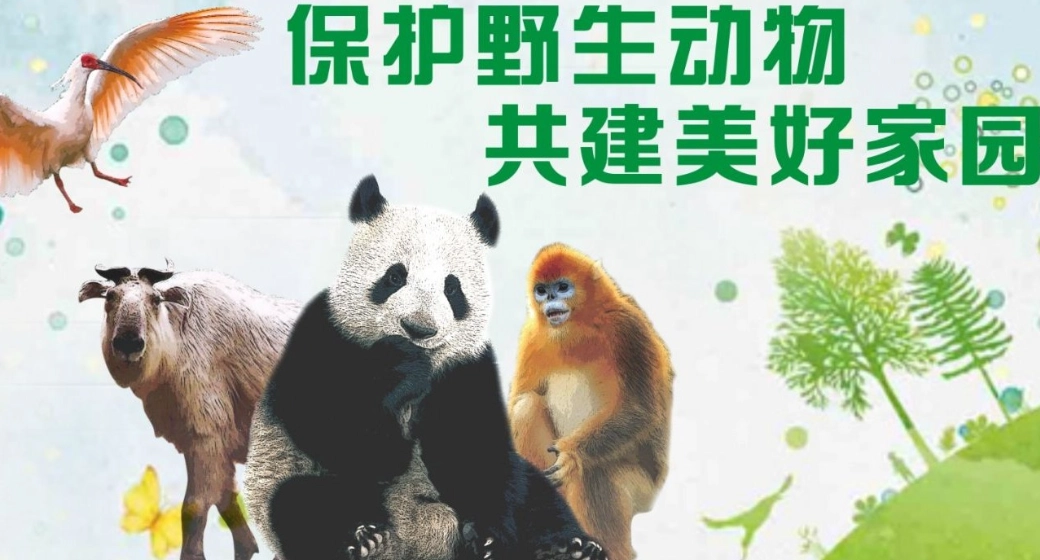 動物保護法 檢舉 動物保護法 檢舉