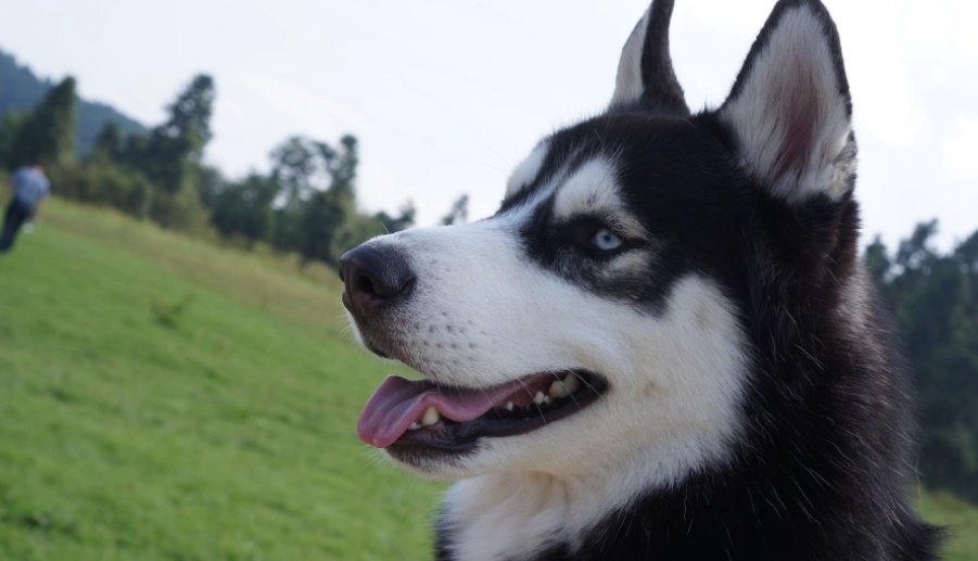 哈士奇壽命 哈士奇壽命