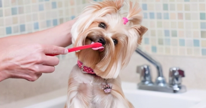 香港寵物牙科診所