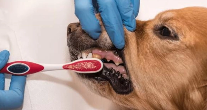 香港寵物牙科診所