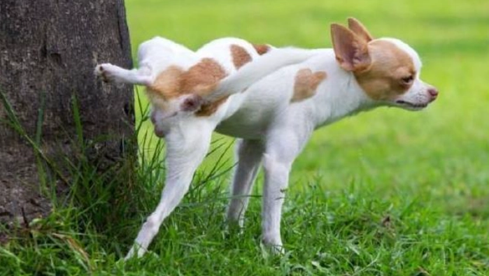 如何讓狗不抬腳