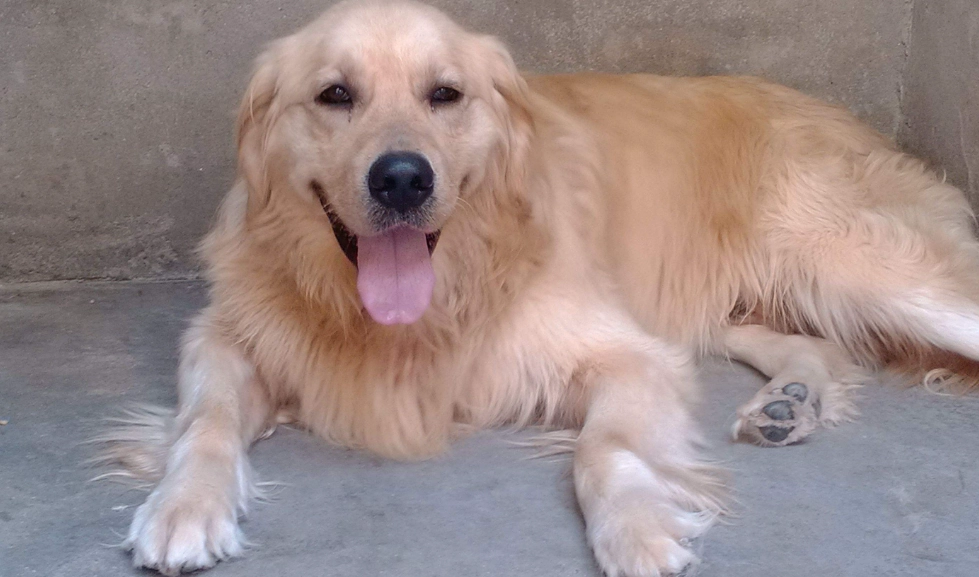 英系黃金獵犬性格