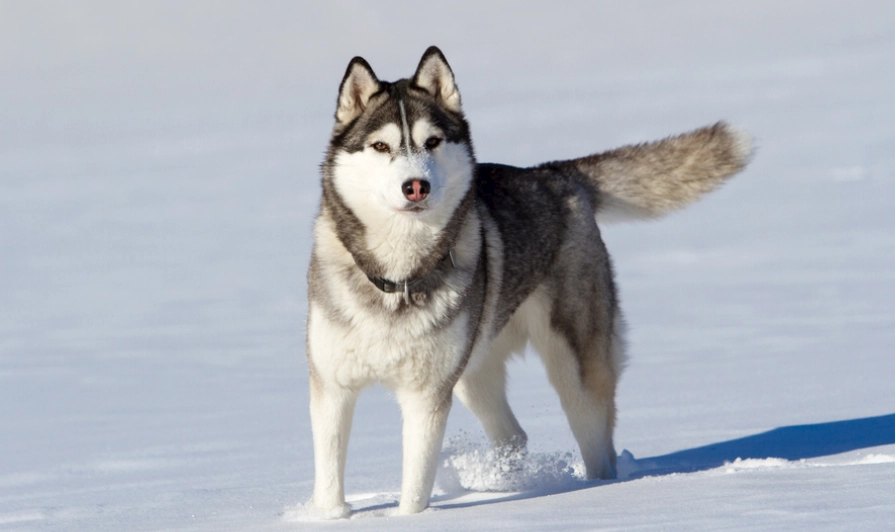 哈士奇行為問題