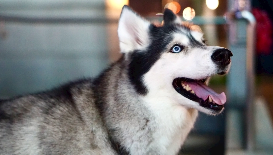 哈士奇體重標準