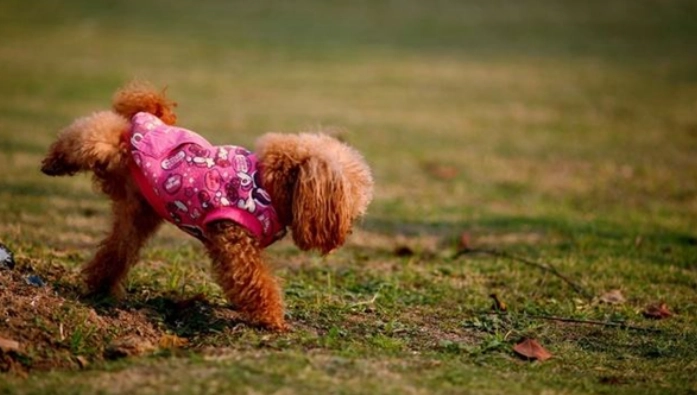 如何讓狗不抬腳