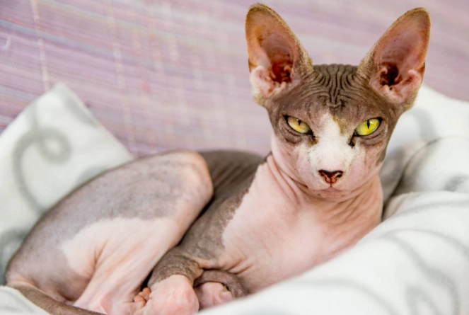 無毛貓好養嗎 無毛貓好養嗎