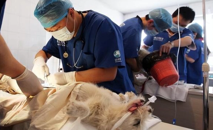 狗狗結紮後一直站著