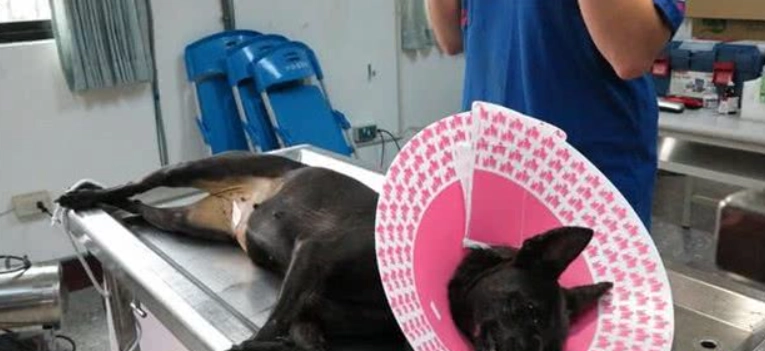 公狗結紮後注意事項 公狗結紮後注意事項