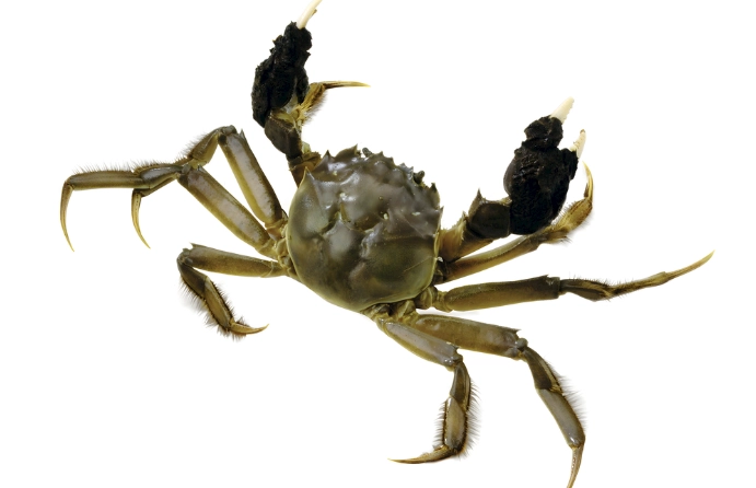 北海岸吃螃蟹全攻略：季節選擇、餐廳推薦與實用技巧