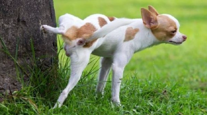 狗狗抬腳尿尿怎麼辦