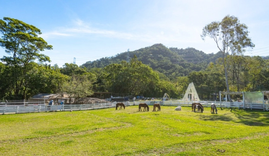 大雁休閒農業區深度遊：景點攻略、活動體驗與旅遊指南