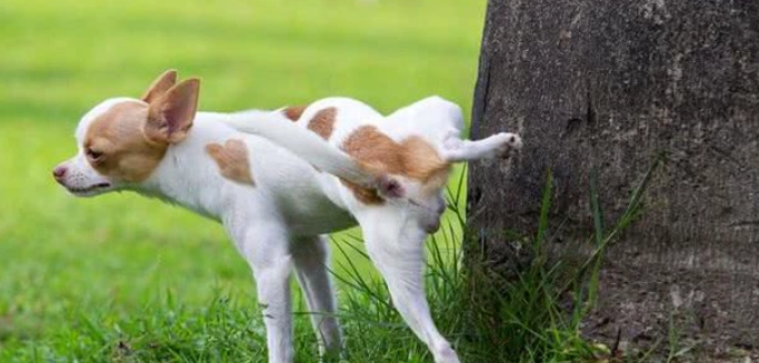 狗狗結紮後亂尿尿