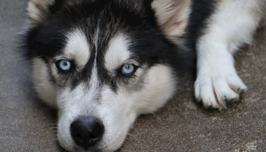 雪橇犬跟哈士奇