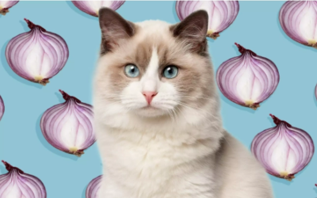 貓吃到洋蔥症狀