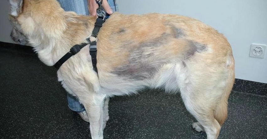狗狗皮膚病症狀