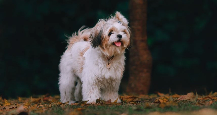 西施犬飼養注意事項