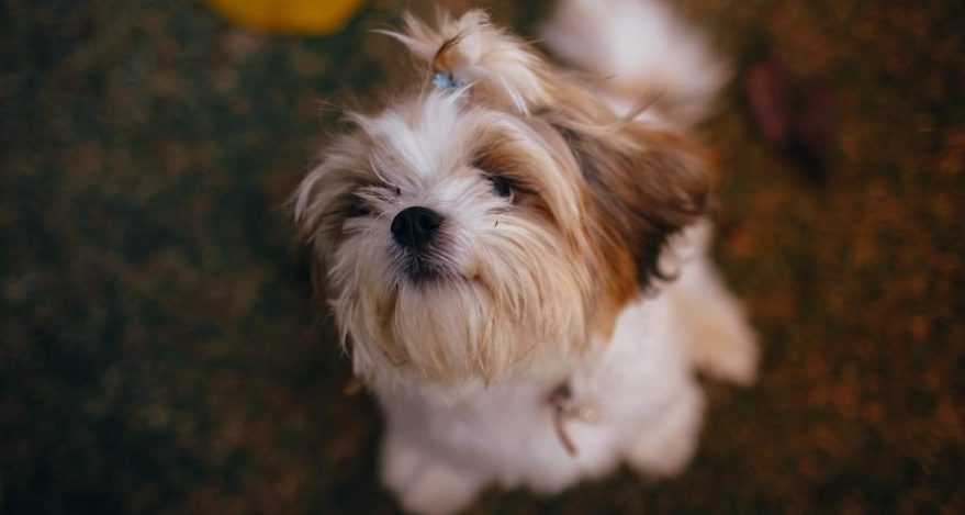 西施犬飼養注意事項