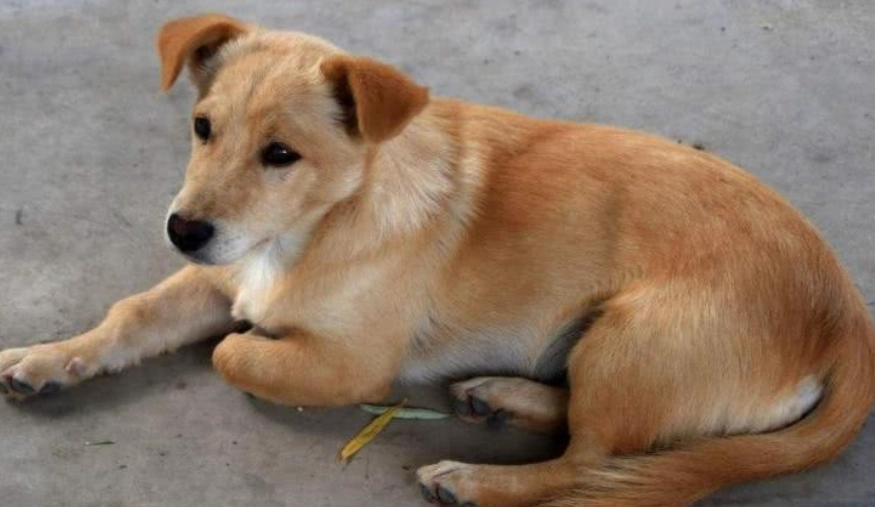 土狗一直掉毛 土狗一直掉毛