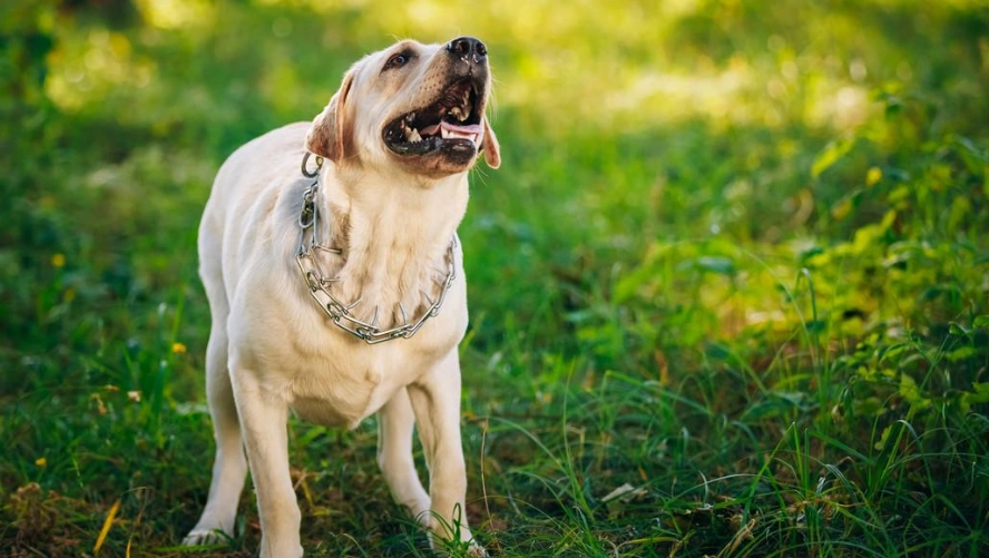 狗狗突然叫一聲