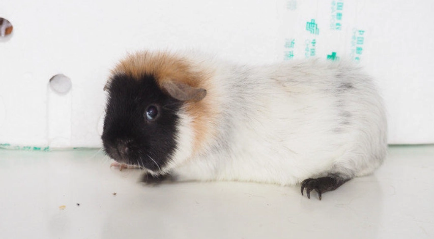 冠毛天竺鼠