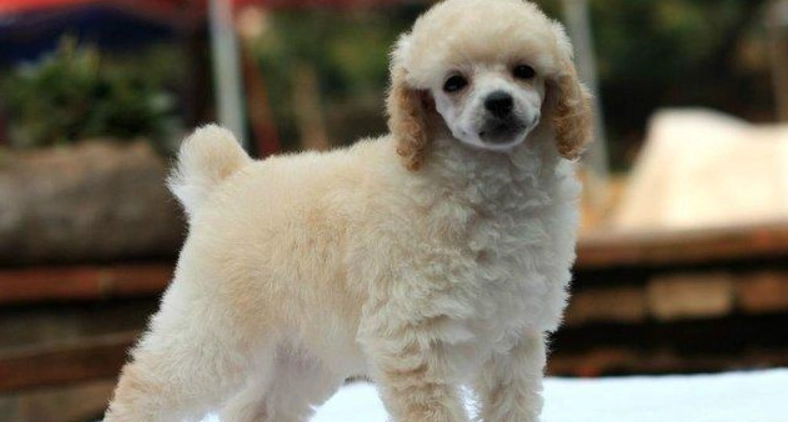 馬爾濟斯貴賓混種